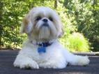 Small Photo #1 Shih Tzu Puppy For Sale in MURPHY, NC, USA