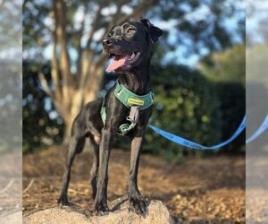 Labrador Retriever-Unknown Mix Dogs for adoption in Spring Lake, NC, USA