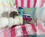 Small #23 French Bulldog