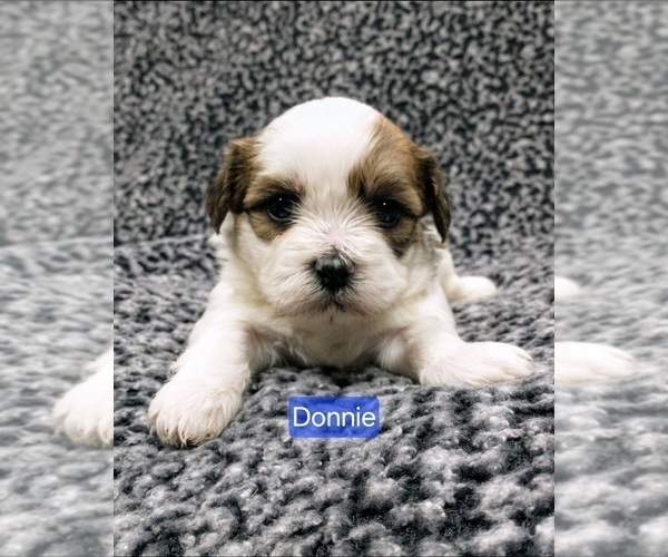 Medium Photo #2 Zuchon Puppy For Sale in NEW YORK MILLS, MN, USA
