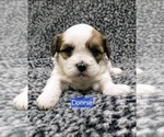 Small Photo #2 Zuchon Puppy For Sale in NEW YORK MILLS, MN, USA