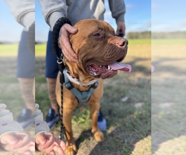 Medium Photo #1 Bullmastiff Puppy For Sale in JAY, FL, USA