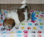 Small Photo #2 Lhasa Apso Puppy For Sale in ORO VALLEY, AZ, USA