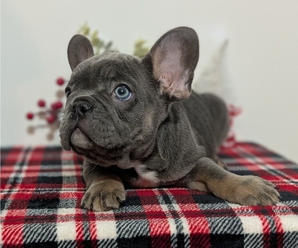 Medium Photo #35 French Bulldog Puppy For Sale in GOSHEN, IN, USA