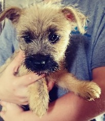 Cairn Terrier Puppy for sale in CLEVELAND, OH, USA