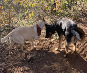 German Shepherd Dog-Vizsla Mix Puppy for sale in KLAMATH FALLS, OR, USA