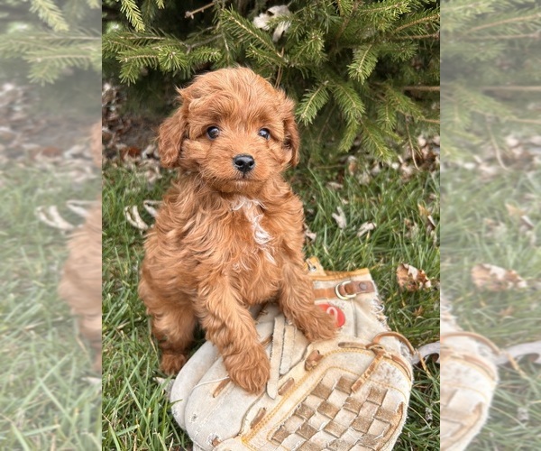 Medium Photo #4 Cavapoo Puppy For Sale in MIDDLEBURY, IN, USA