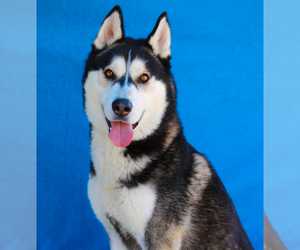 Siberian Husky Dogs for adoption in Pasadena, CA, USA