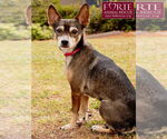 Small #4 American Rat Pinscher