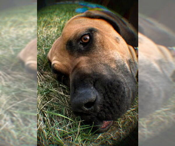 Medium Photo #1 Brazilian Mastiff-Great Dane Mix Puppy For Sale in Jasper, AL, USA