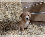 Small Photo #2 Beago Puppy For Sale in CONVERSE, IN, USA