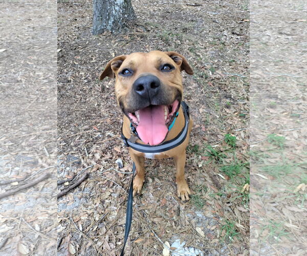 Medium Photo #8 Black Mouth Cur-Unknown Mix Puppy For Sale in Sanford, FL, USA