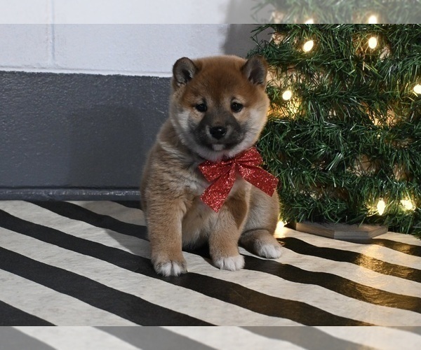 Medium Photo #1 Shiba Inu Puppy For Sale in DUNDEE, OH, USA