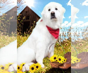 HARRIET- no fee (sponsored) - Female Great Pyrenees Dog for Adoption - Photo #8