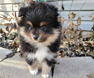 Pomeranian Puppy for sale in GRANITE CITY, IL, USA
