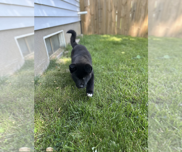 Medium Photo #14 Akita Puppy For Sale in LOUISVILLE, KY, USA