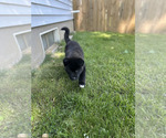 Small Photo #14 Akita Puppy For Sale in LOUISVILLE, KY, USA