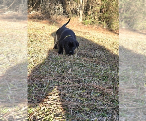 Medium Photo #3 Labrador Retriever Puppy For Sale in NEWNAN, GA, USA