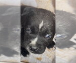 A663743 - Female Mutt Dog for Adoption - Small photo