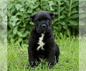 Cane Corso Puppy for sale in QUARRYVILLE, PA, USA