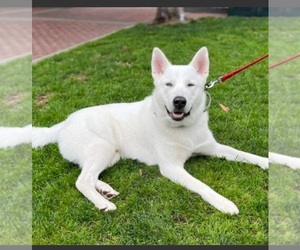 Mother of the Alaskan Husky-Alaskan Malamute Mix puppies born on 12/17/2025