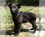 Small #6 German Shepherd Dog