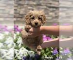 Small Cavapoo (Miniature)