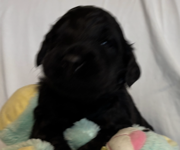 Medium Photo #6 English Cream Golden Retriever-Poodle (Standard) Mix Puppy For Sale in MC CONNELLSBURG, PA, USA