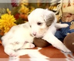 Small #3 Miniature Australian Shepherd