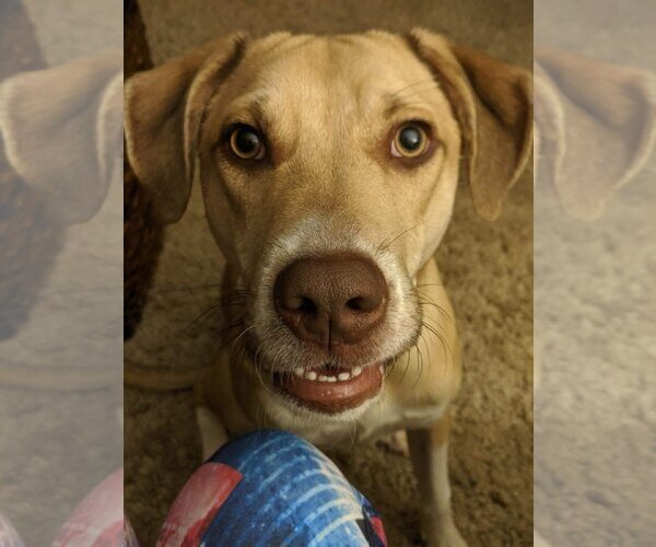 Medium Photo #5 Labrador Retriever-Unknown Mix Puppy For Sale in Greensboro, NC, USA