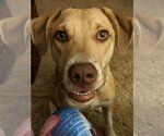 Small #4 Labrador Retriever Mix