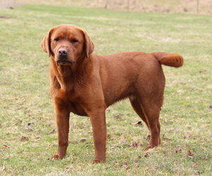 Labrador Retriever Puppy for sale in HYDE PARK, VT, USA