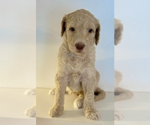 Goldendoodle Puppy for sale in CHATEAUGAY, NY, USA