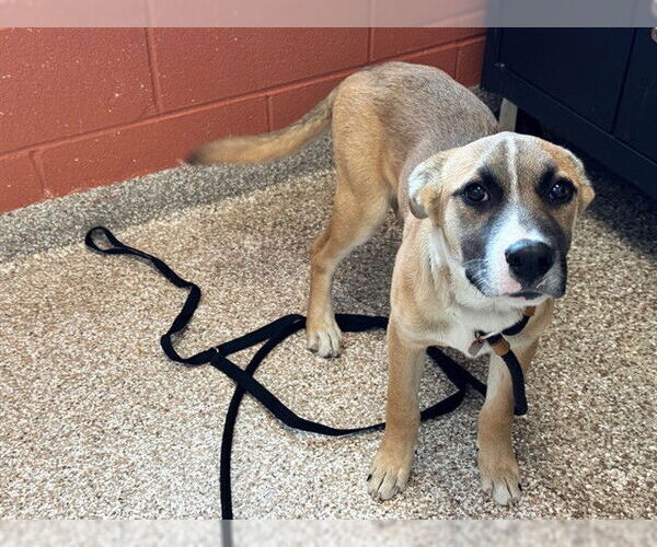 Medium Photo #1 Mutt Puppy For Sale in Pueblo, CO, USA