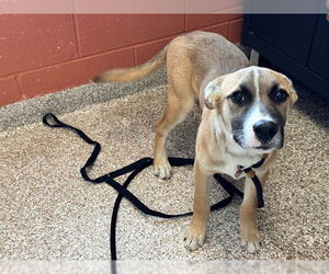 Mutt Dogs for adoption in Pueblo, CO, USA