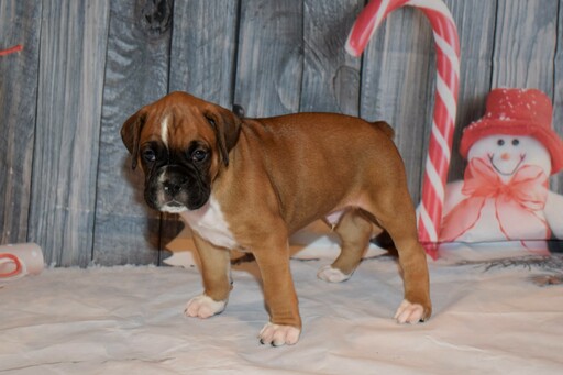 Medium Photo #11 Boxer Puppy For Sale in CHILHOWEE, MO, USA