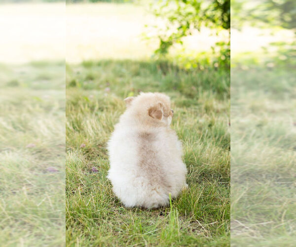 Medium Photo #11 Pomeranian Puppy For Sale in WARSAW, IN, USA
