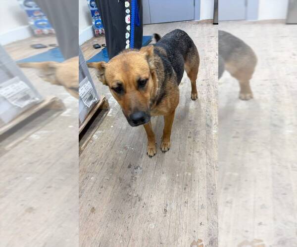 Medium Photo #1 Mutt Puppy For Sale in Calgary, Alberta, Canada