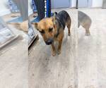 Small Mutt