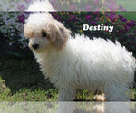 Puppy 2 Poodle (Toy)