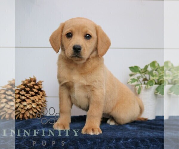 Medium Photo #3 Goldador Doodle Puppy For Sale in NARVON, PA, USA