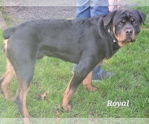 Father of the Rottweiler puppies born on 05/08/2022