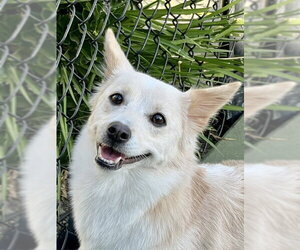 Mutt Dogs for adoption in Agoura Hills, CA, USA