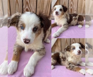 Miniature Australian Shepherd Puppy for Sale in BROOKER, Florida USA