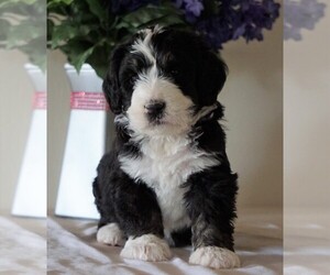 Bernedoodle Puppy for sale in FREDERICKSBG, OH, USA