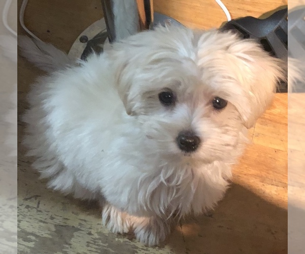 Medium Photo #1 Mal-Shi Puppy For Sale in LAKELAND, FL, USA