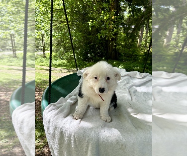 Medium Photo #1 Border-Aussie Puppy For Sale in ENUMCLAW, WA, USA