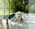 Puppy Puppy 5 Border-Aussie