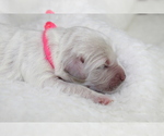 Small Photo #9 Goldendoodle Puppy For Sale in HOMELAND, CA, USA