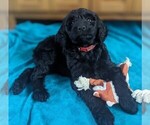 Puppy Rachel Ray Goldendoodle